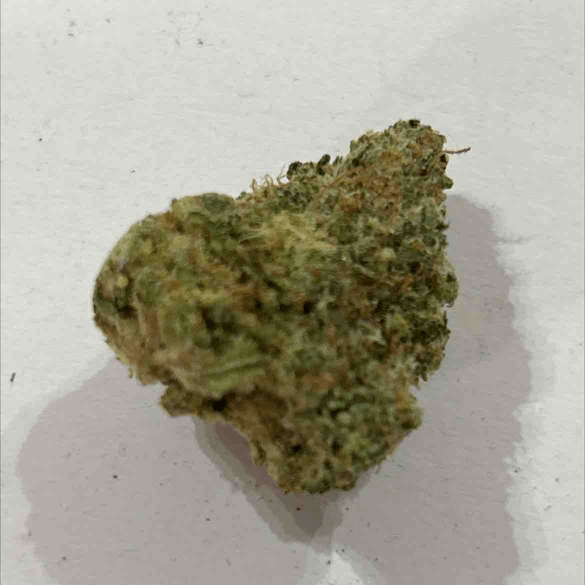 Gorilla Zkittlez - pt